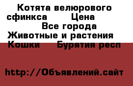 Котята велюрового сфинкса. .. › Цена ­ 15 000 - Все города Животные и растения » Кошки   . Бурятия респ.